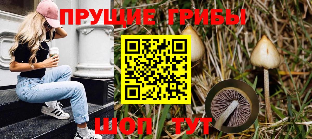 Новозыбков  Псилоцибиновые грибы GOLDEN TEACHER  Вход с VPN 